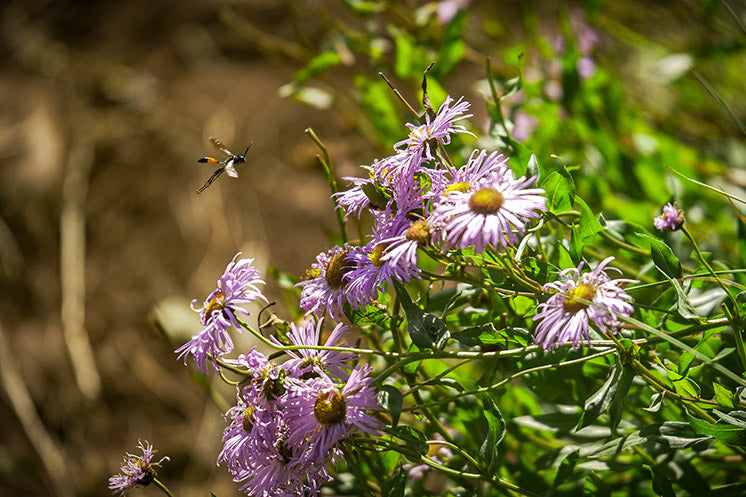Purple mountain flowers